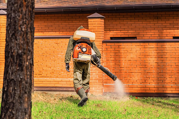 Trusted Ant Control service in Spring Valley Lake, CA - Nex Pest Control